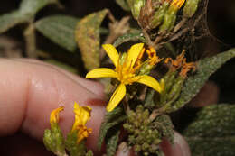 Image of Cacosmia rugosa Kunth