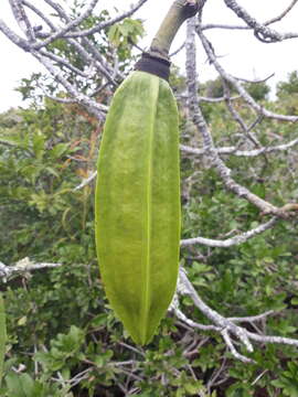 Pseudobombax grandiflorum (Cav.) A. Robyns resmi