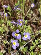 Image of Toothed Calico-Flower