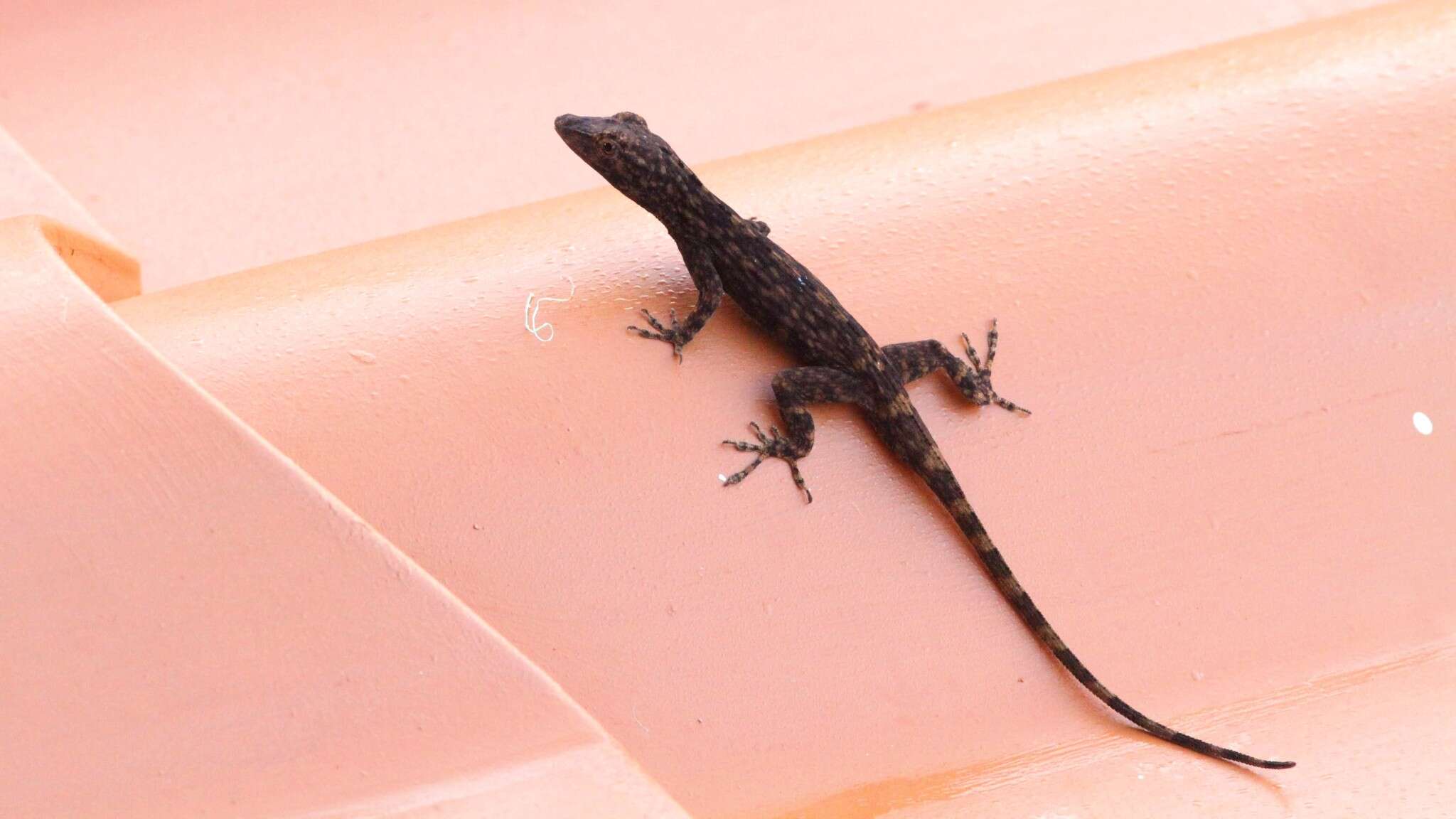 Image of Anolis charlesmyersi Köhler 2010