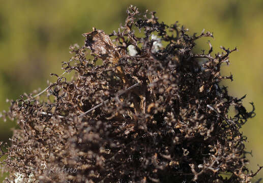 Image of cetraria lichen