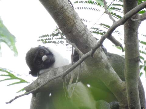 Image of Lesser Spot-nosed Guenon