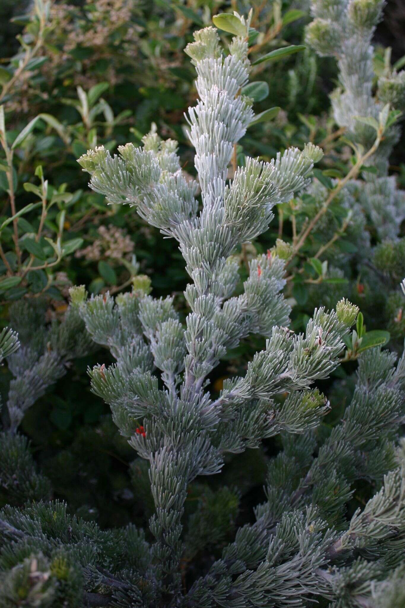 Image of Woolly Bush