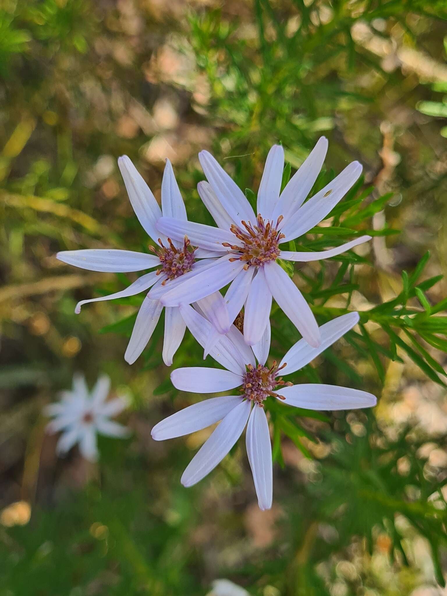 Olearia tenuifolia (DC.) Benth. resmi