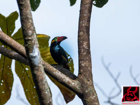 Image of Golden-collared Toucanet