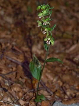 Imagem de Epipactis meridionalis H. Baumann & R. Lorenz