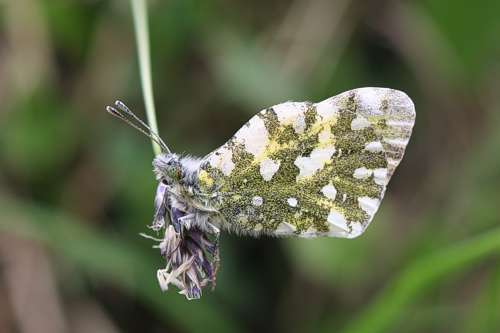 Слика од Euchloe simplonia (Boisduval 1828)