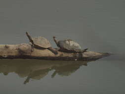 Image of Assam Roofed Turtle