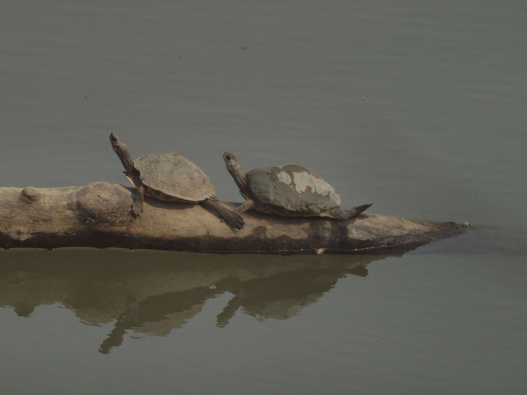 Image of Assam Roofed Turtle