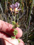 Image of Pelargonium englerianum Knuth