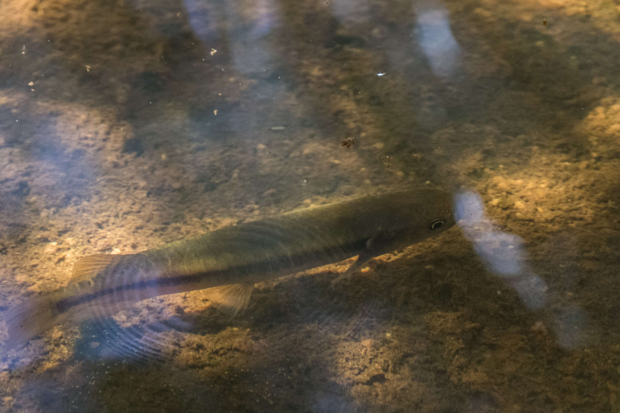 Image de Galaxias fasciatus Gray 1842