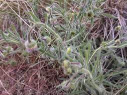 Image de Erigeron pumilus Nutt.