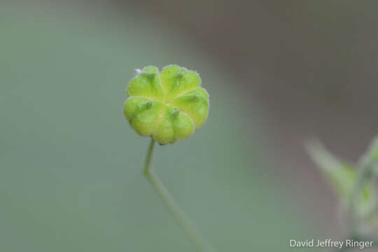 Image de Wissadula amplissima (L.) R. E. Fries