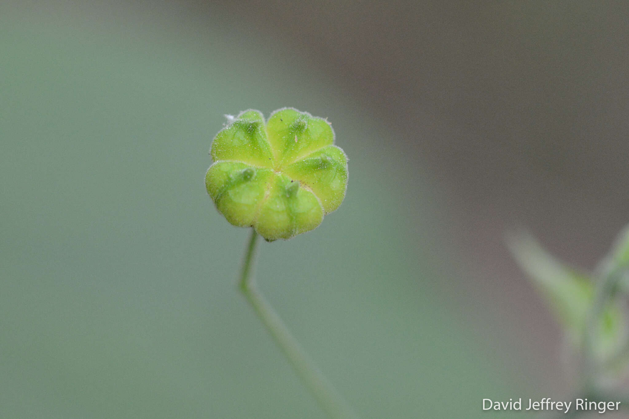 Image of big yellow velvetleaf