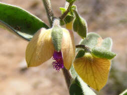 Polygala senensis Kl.的圖片