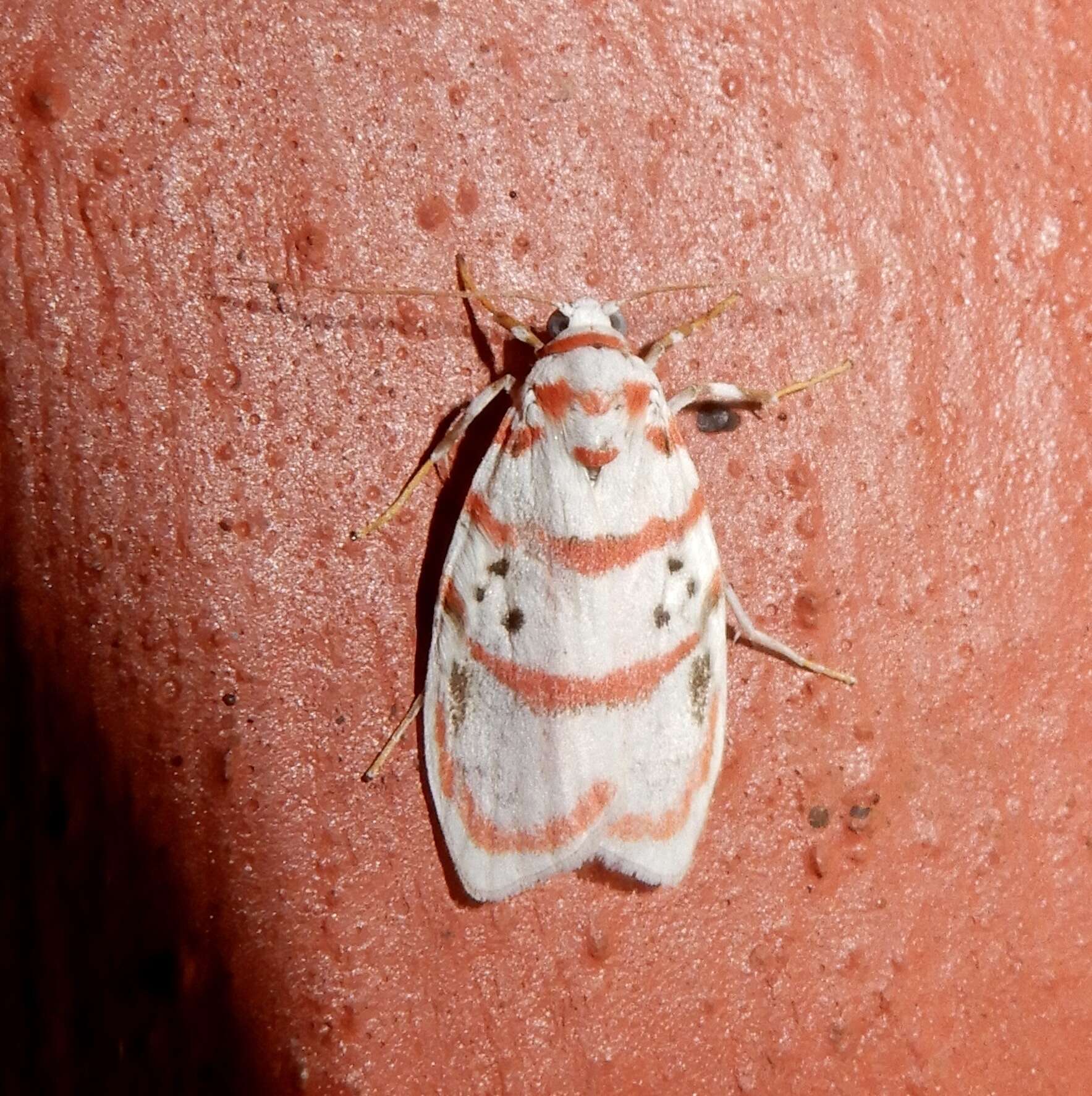 Cyana linatula (Swinhoe 1891) resmi