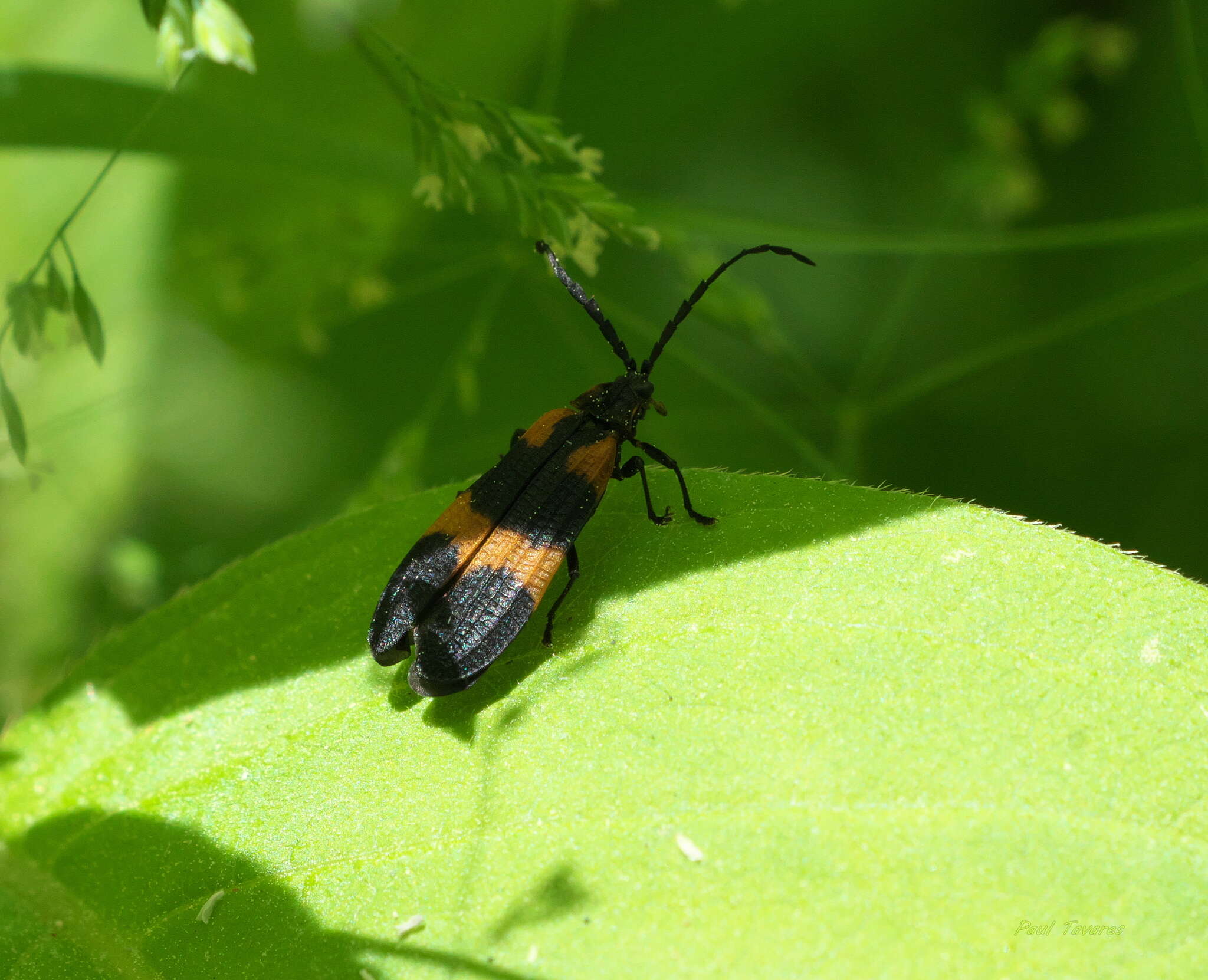 Image of Banded Net-winged Beetle