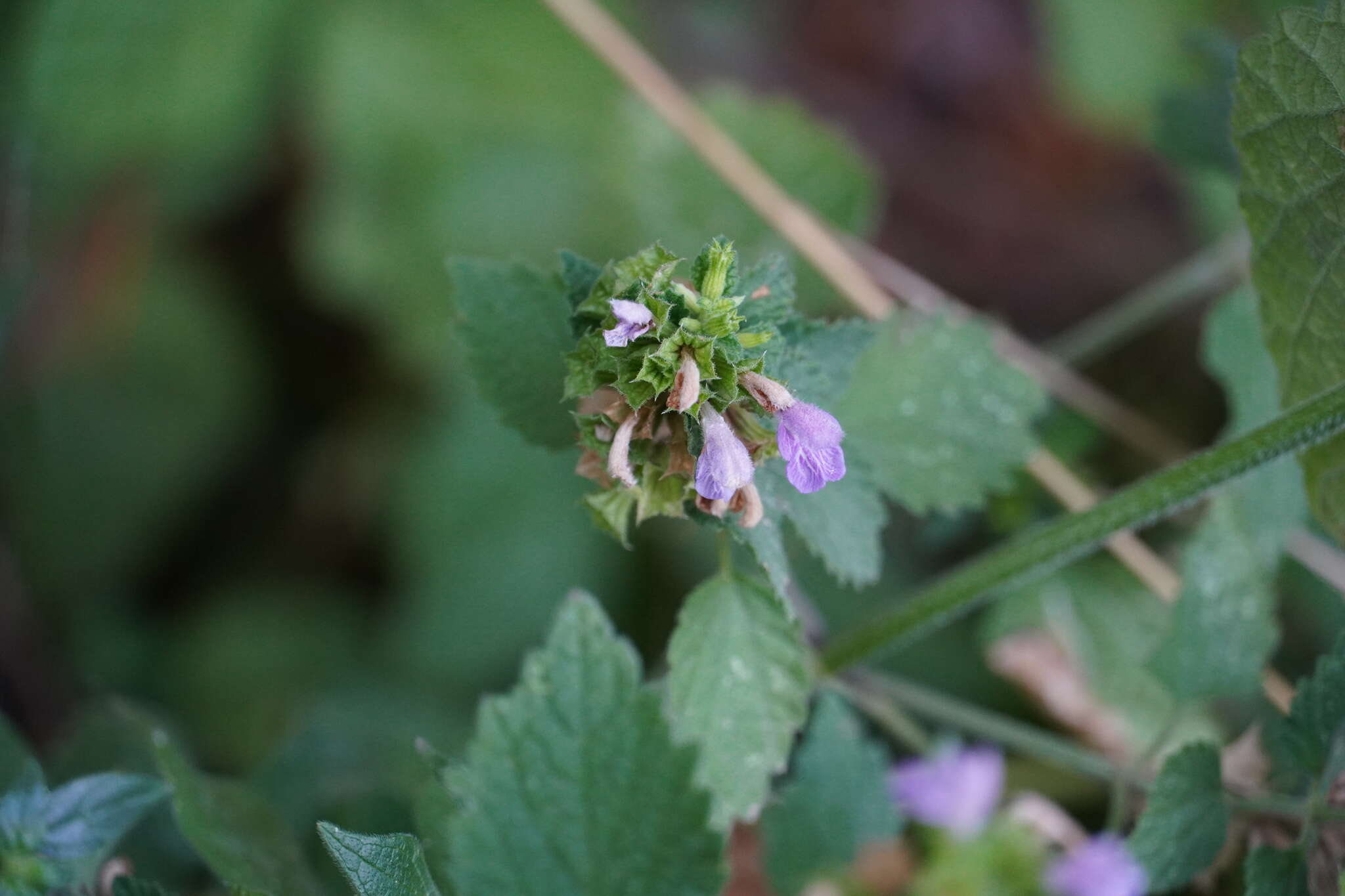 Image of Ballota nigra subsp. meridionalis (Bég.) Bég.