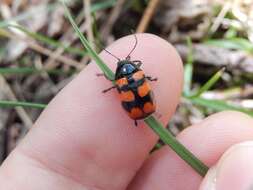 Image of <i>Cryptocephalus loreyi</i>