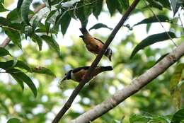 Image of Gabon Helmetshrike