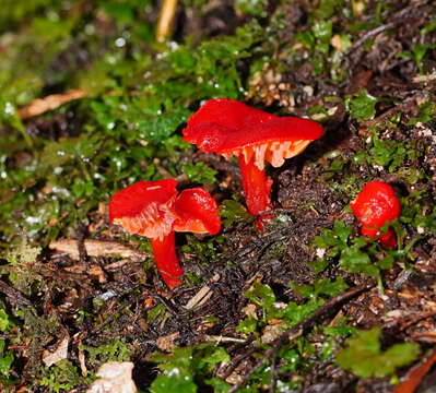 Image of Hygrocybe firma (Berk. & Broome) Singer 1958