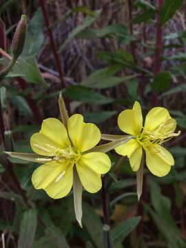 Image of Wolf's evening primrose