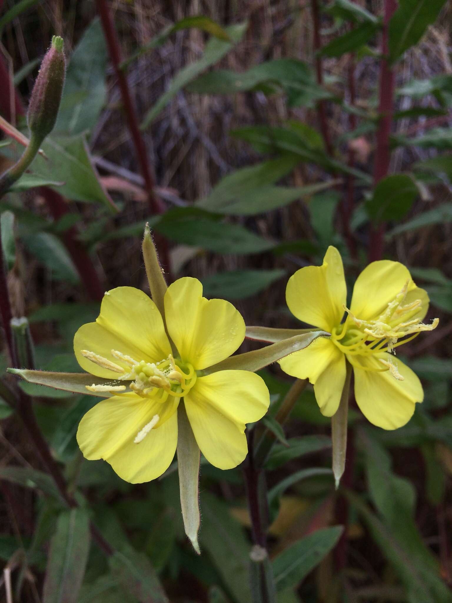 Oenothera wolfii (Munz) P. H. Raven, W. Dietrich & W. Stubbe resmi