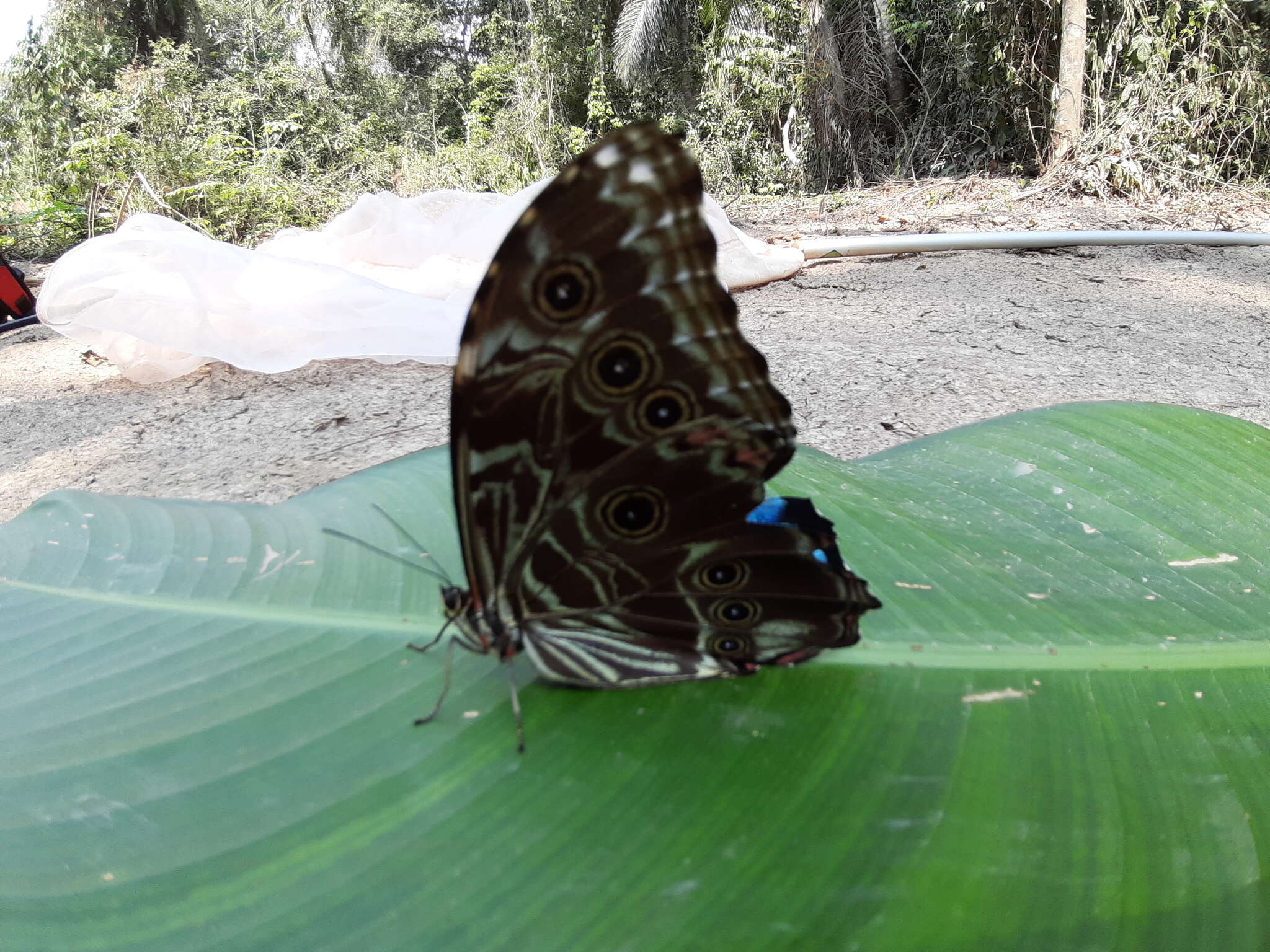 Image of Morpho deidamia Hübner 1816