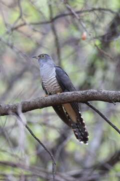 Image of Madagascar Cuckoo