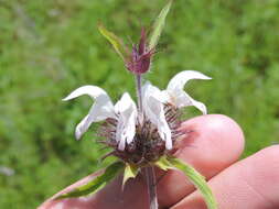 Image of basil beebalm