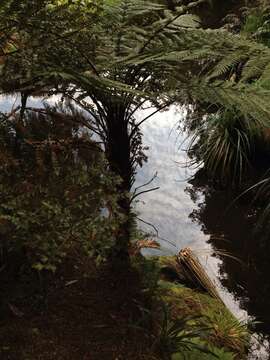 Image of Rough Tree Fern