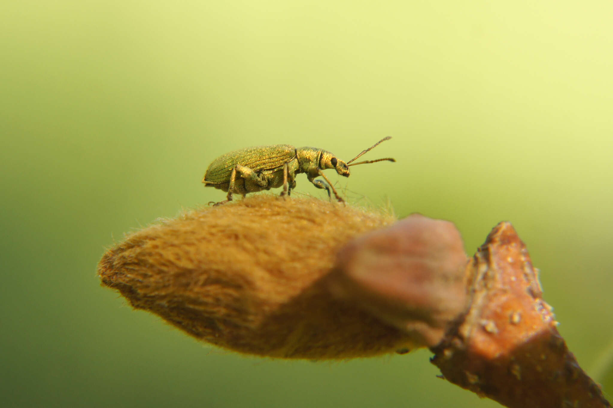 Plancia ëd Phyllobius (Pterygorrhynchus) maculicornis Germar 1824