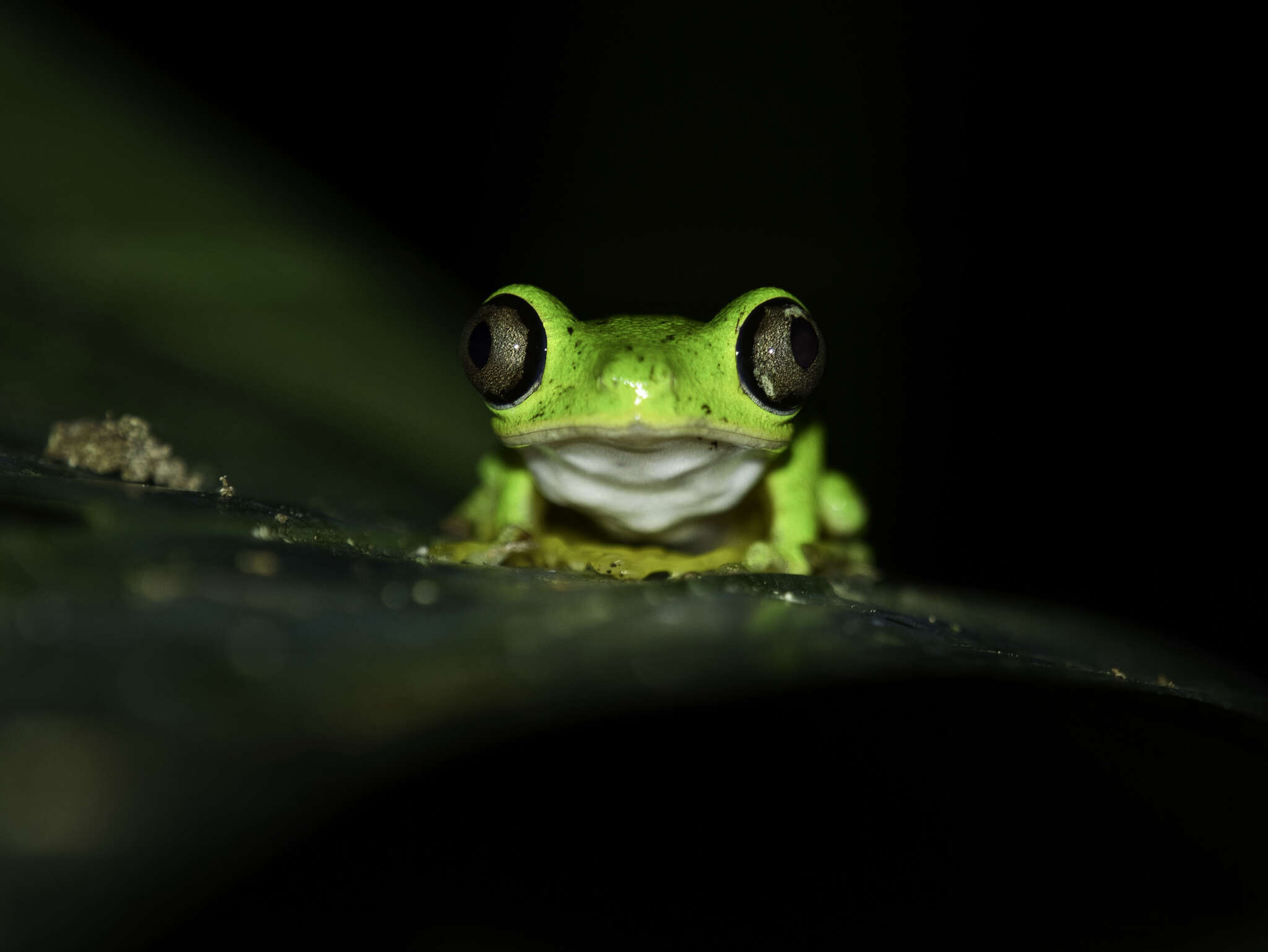 Image of Lemur Leaf Frog