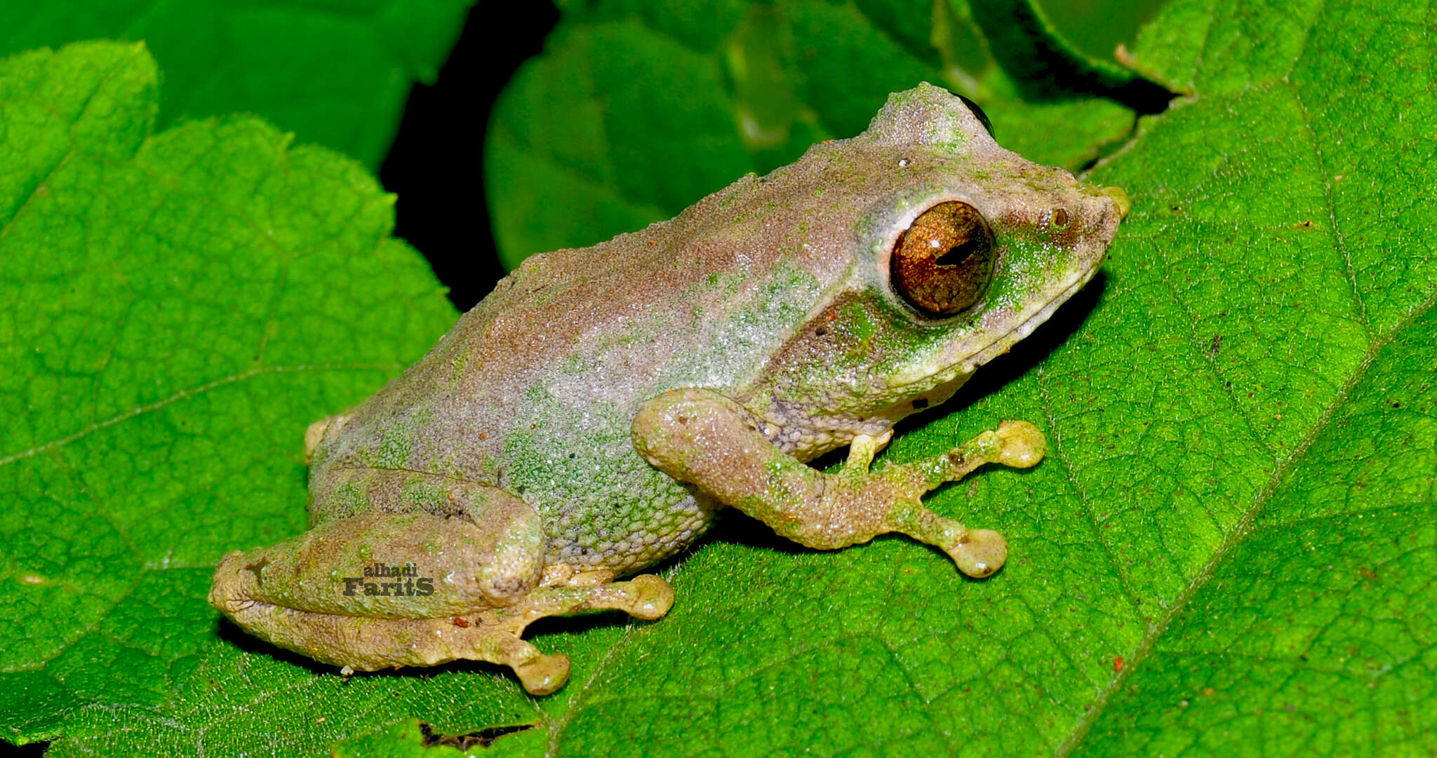 Image of Philautus aurifasciatus (Schlegel 1837)