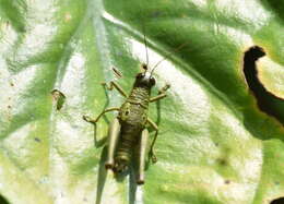 Image of Hippariacris latona (Günther & K. 1940)