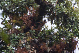 Image of Rufous Sibia