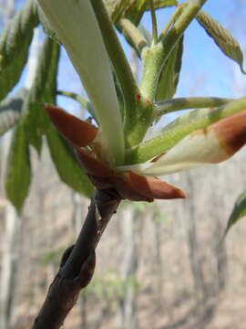 Imagem de Aesculus glabra Willd.