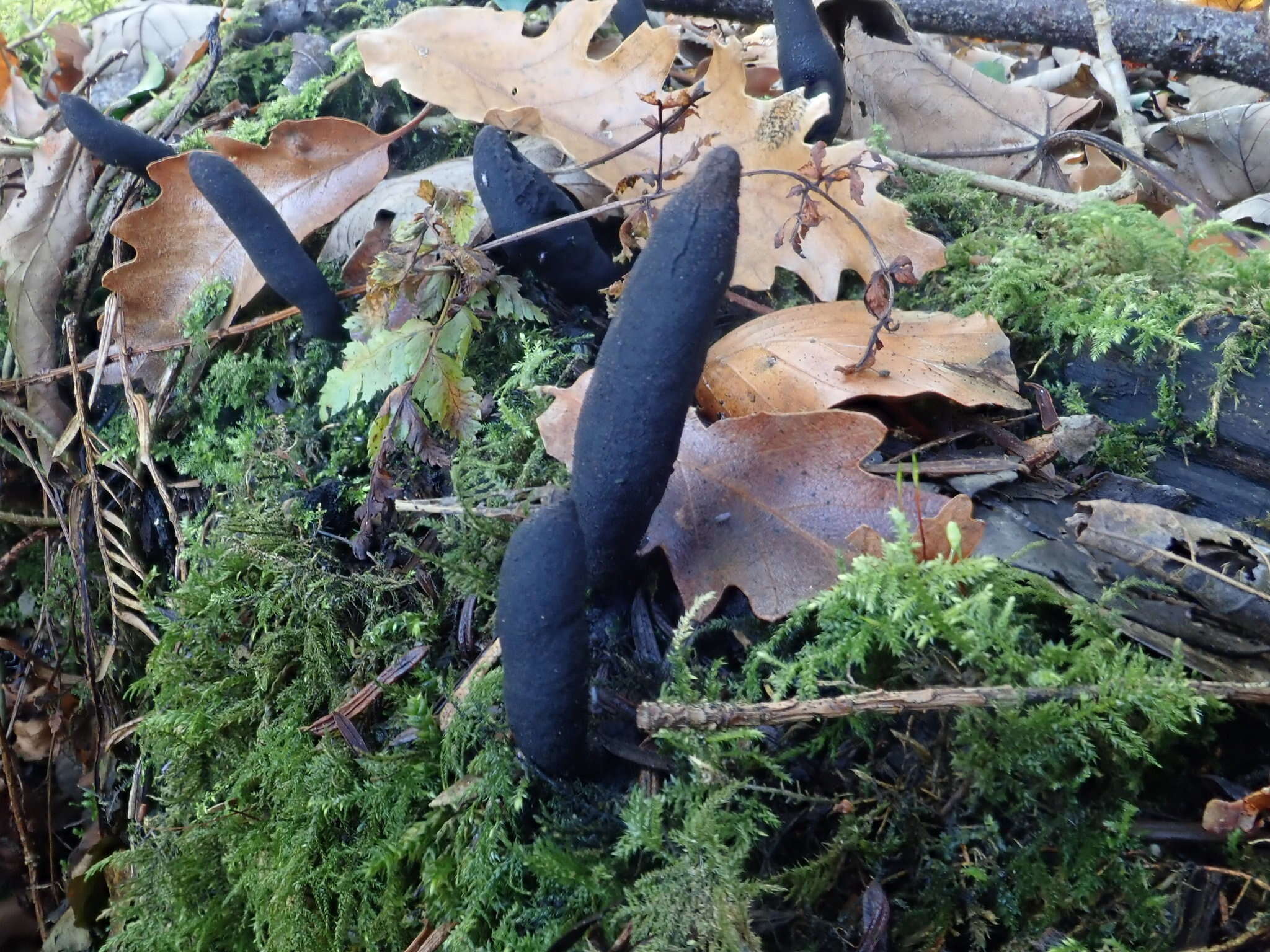 Image of Xylaria longipes Nitschke 1867