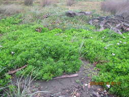 Image of shrubby daisybush