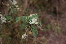 Imagem de Astragalus garbancillo Cav.