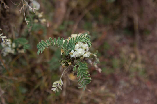 Imagem de Astragalus garbancillo Cav.