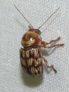 Image of Cryptocephalus atrofasciatus Jacoby 1880