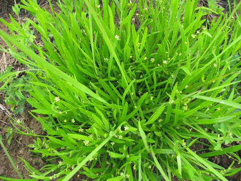 Image of Centella glabrata var. natalensis Adamson