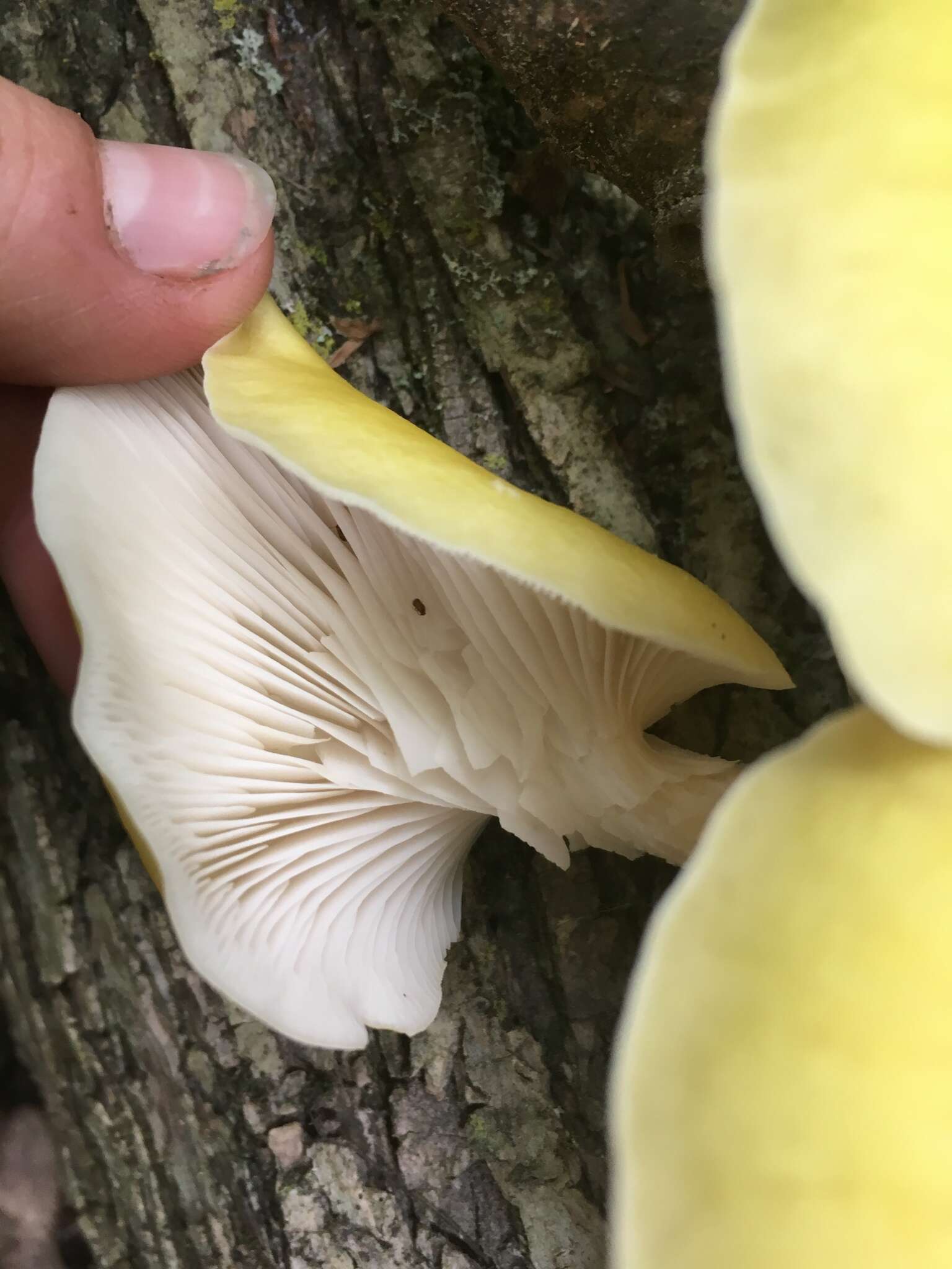 Pleurotus citrinopileatus Singer 1942 resmi