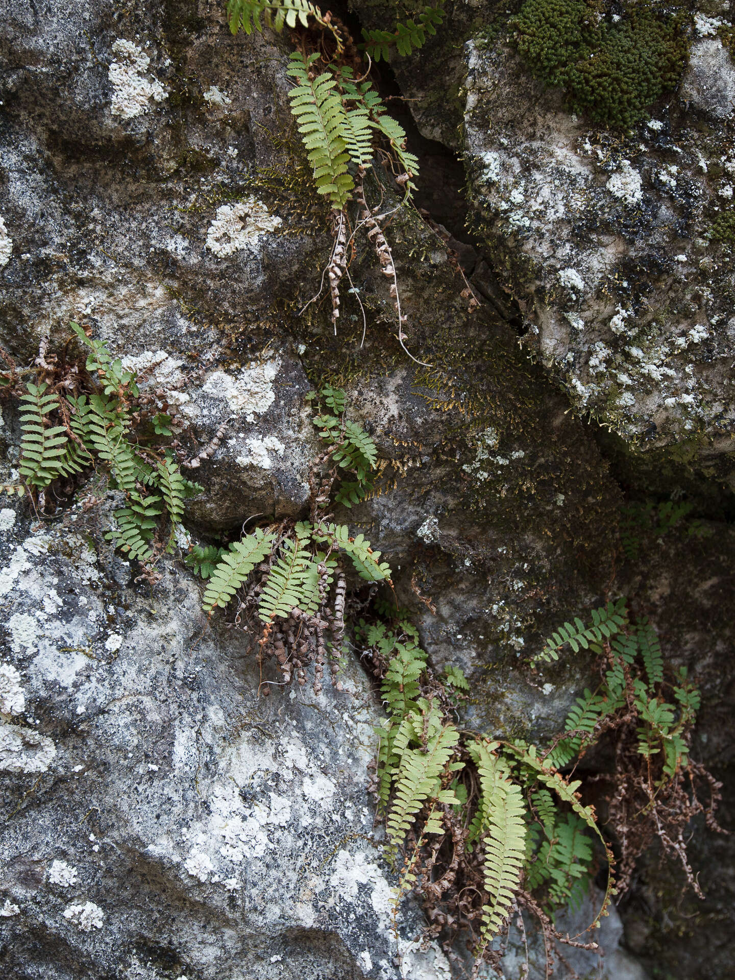 Plancia ëd Polystichum craspedosorum (Maxim.) Diels