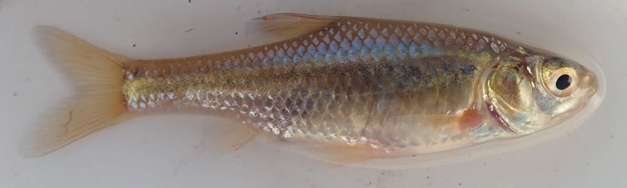 Image of Straightfin Barb