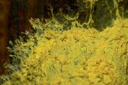 Image of Dog vomit slime mold