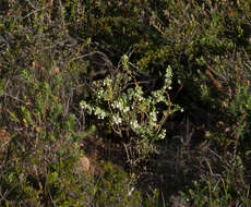 Image of False Boronia