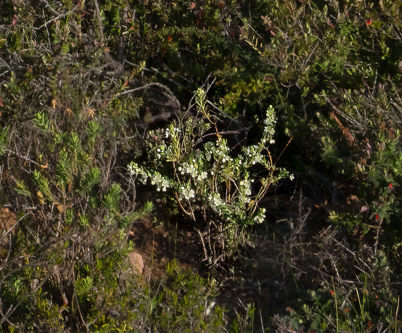 Image de Phyllanthus calycinus Labill.