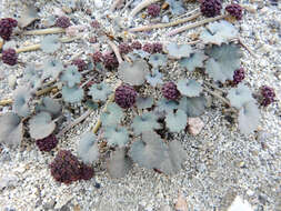 Image of Azorella coriacea (Lag.) Kuntze